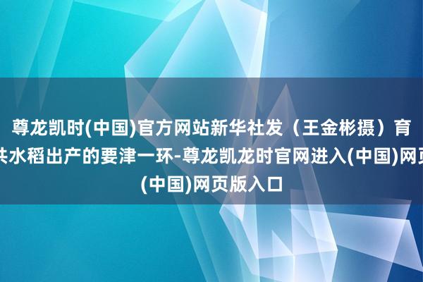 尊龙凯时(中国)官方网站新华社发（王金彬摄）育秧是统共水稻出产的要津一环-尊龙凯龙时官网进入(中国)网页版入口